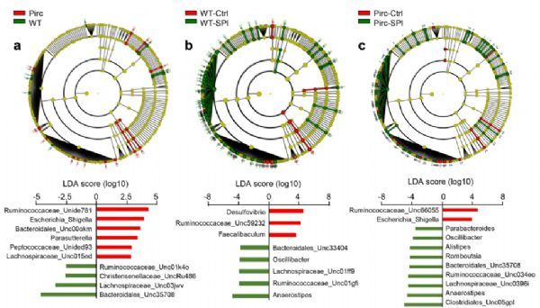 Gut Microbes: 注意！多吃菠菜可以重塑肠道微生物群进而预防癌症