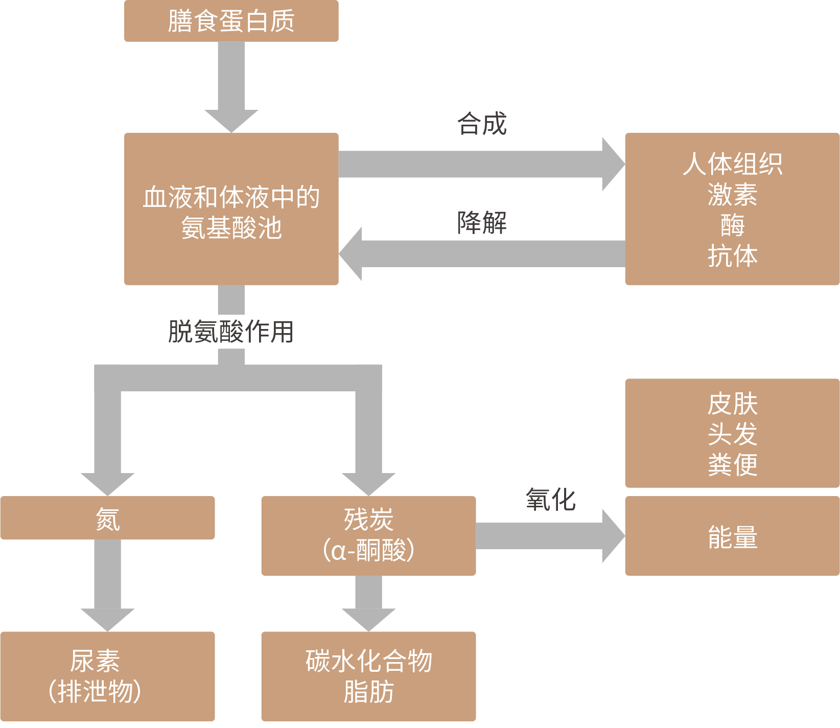 蛋白质的消化、吸收和代谢