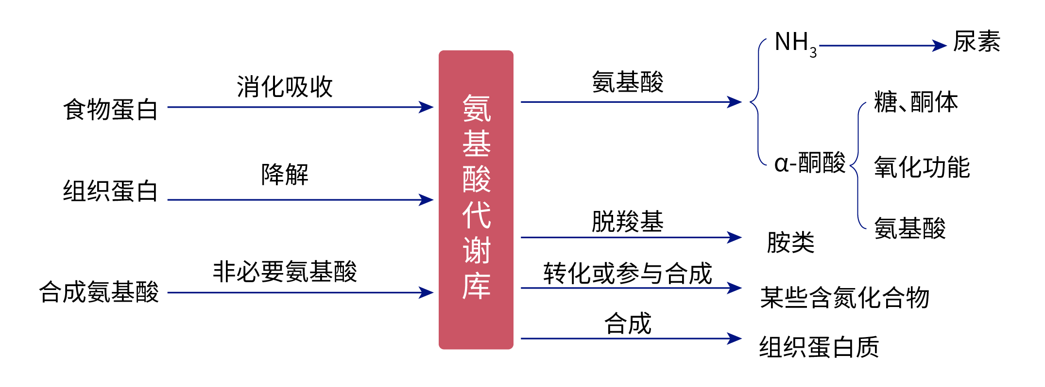蛋白质的消化、吸收和代谢