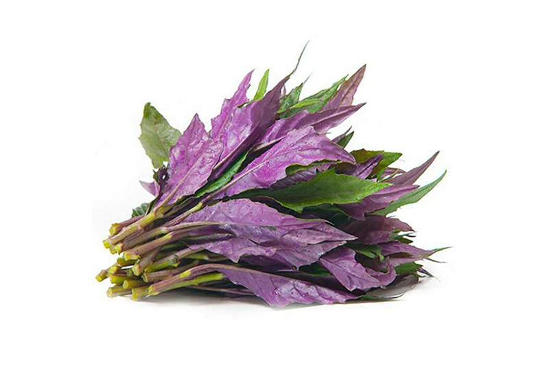 紫背菜