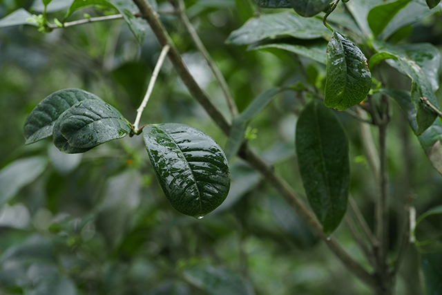 雨水养生|雨水需防“倒春寒”，上薄下厚要“春捂