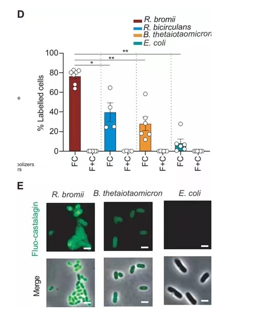 Cancer Discovery：这种可以增强肿瘤免疫反应的“神奇”水果，你知道吗？