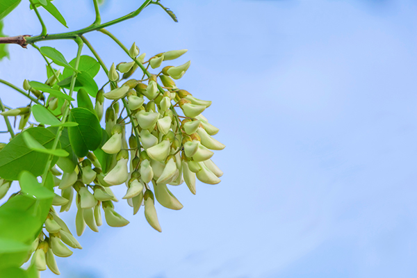 槐花
