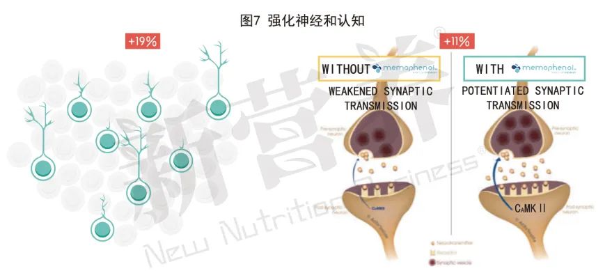 最强大脑：脉洛酚™