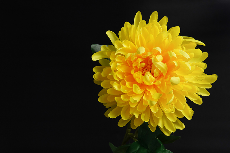鲜菊花