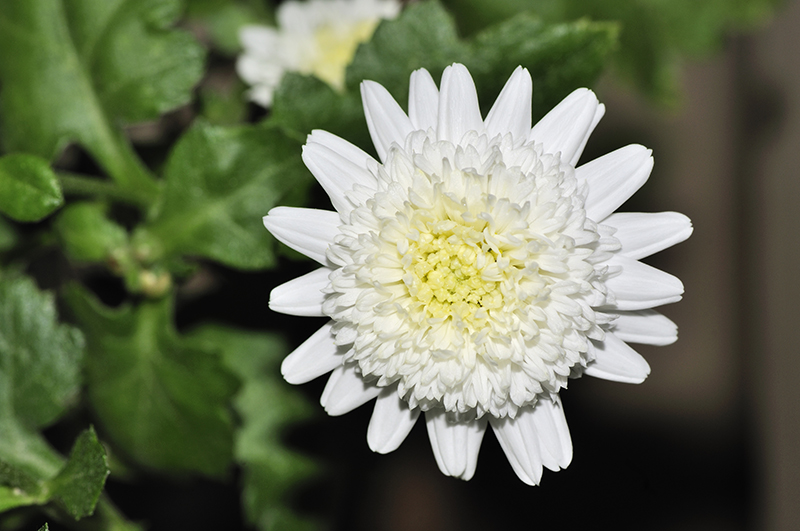 鲜菊花
