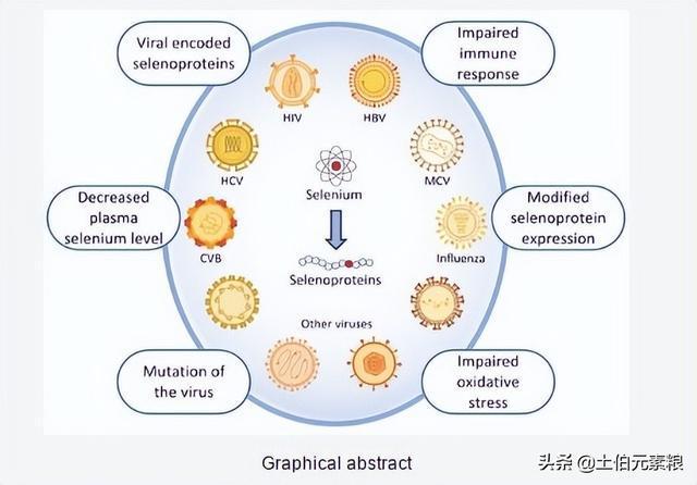 硒是唯一与病毒感染有一定直接关系的营养素