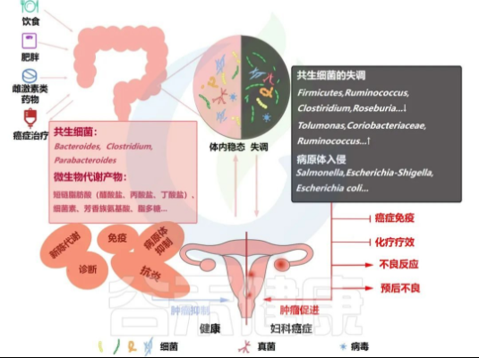 妇科癌症中的肠道菌群：病因、治疗潜力