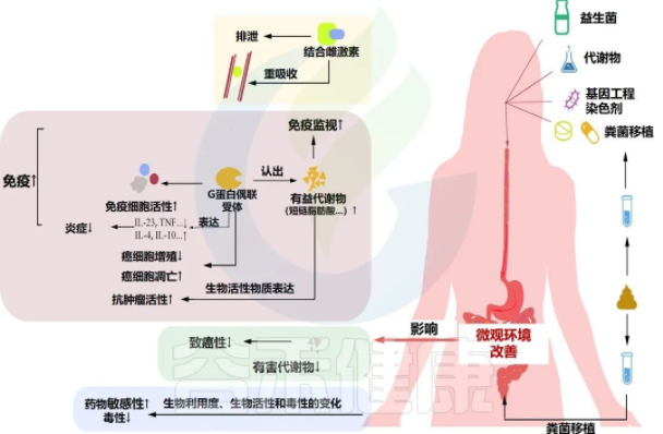 妇科癌症中的肠道菌群：病因、治疗潜力