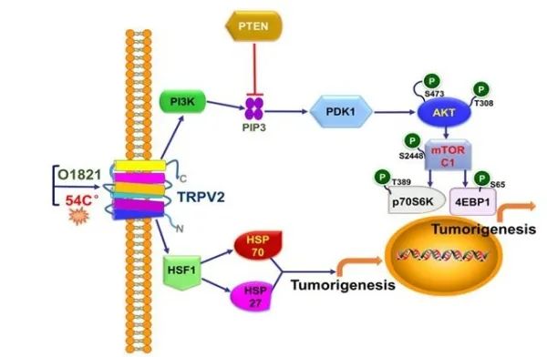 British Journal of Cancer：趁热吃，会致癌，中科院广州生物院李志远团队揭示背后的分子机制