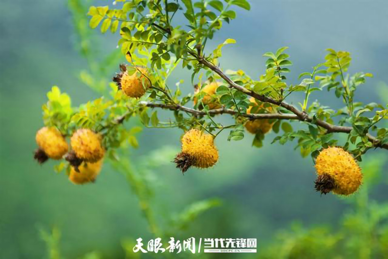 钟南山院士盛赞贵州刺梨：保健治疗价值值得认真研究！