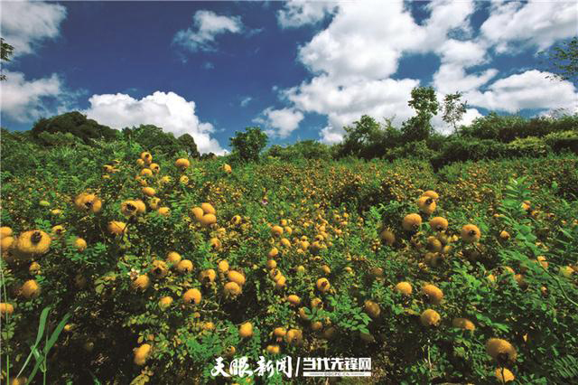 钟南山院士盛赞贵州刺梨：保健治疗价值值得认真研究！