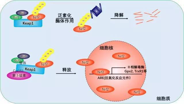 萝卜硫素如何改善糖尿病心血管疾病？