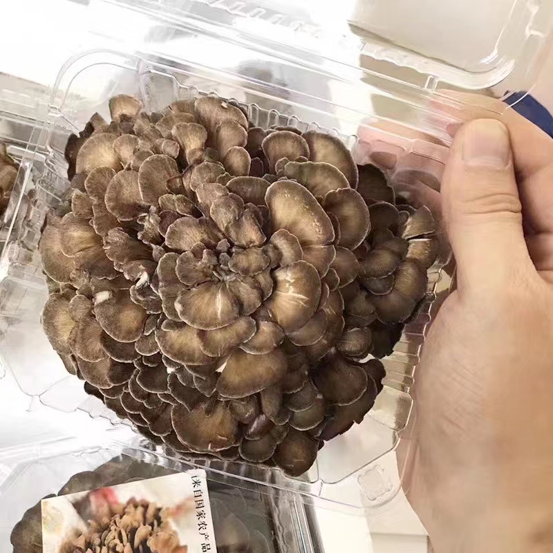灰树花活性多糖的抗肿瘤作用