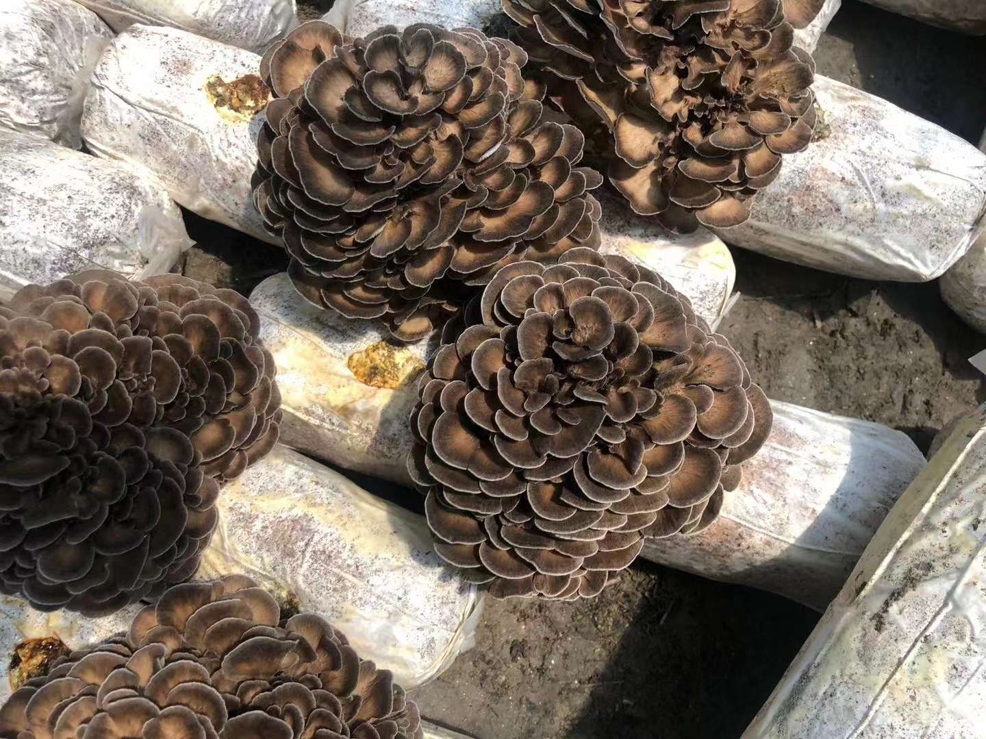 灰树花活性多糖的抗肿瘤作用