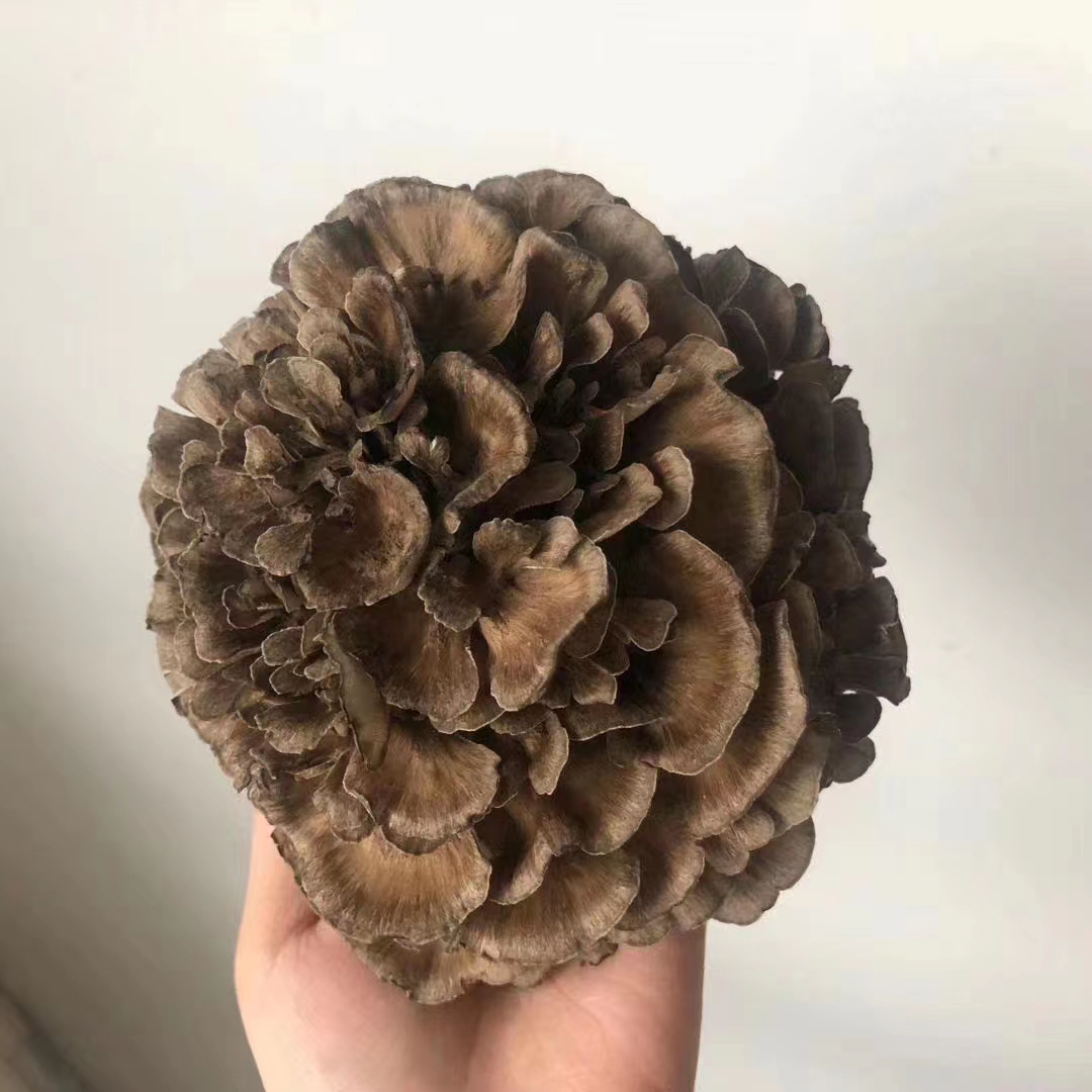 灰树花增强免疫力，抑制肿瘤生长