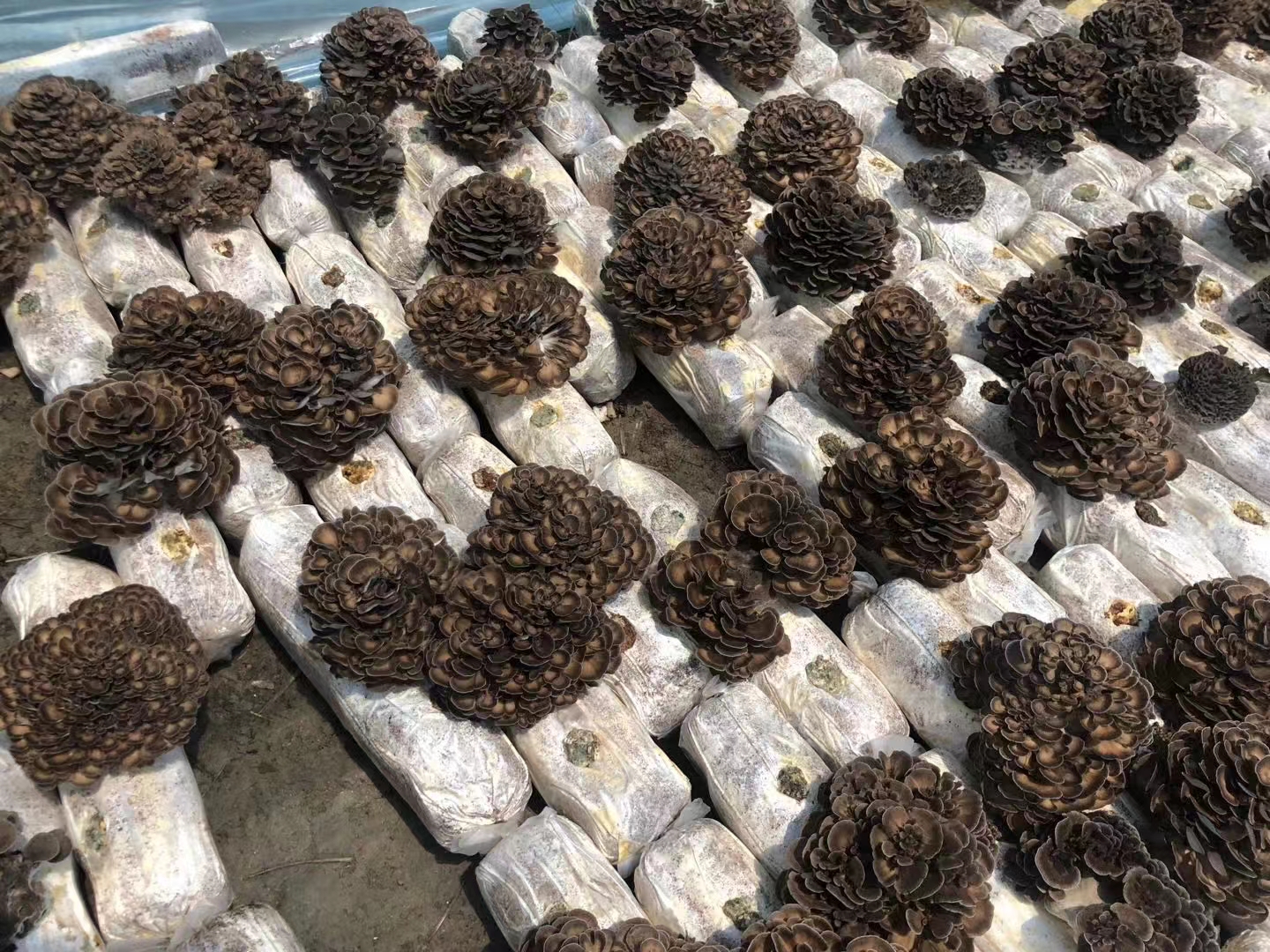 灰树花增强免疫力，抑制肿瘤生长