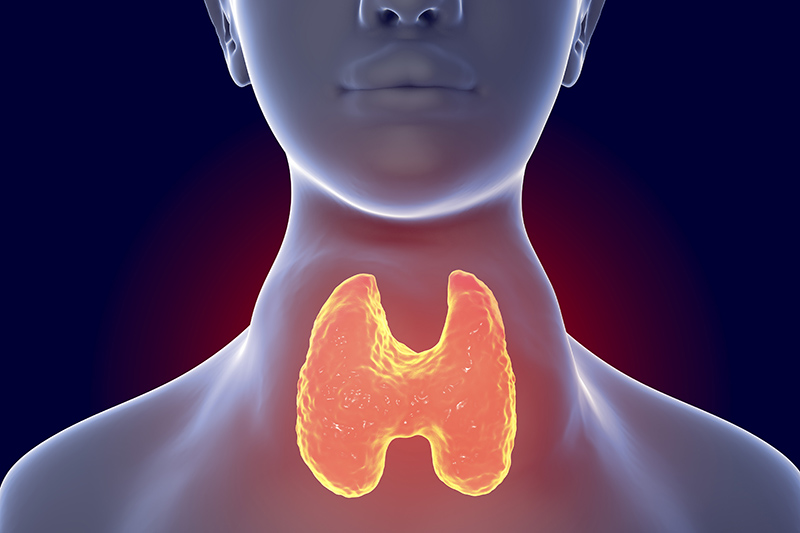 低硒水平与甲状腺体积增大、甲状腺肿大率高有关