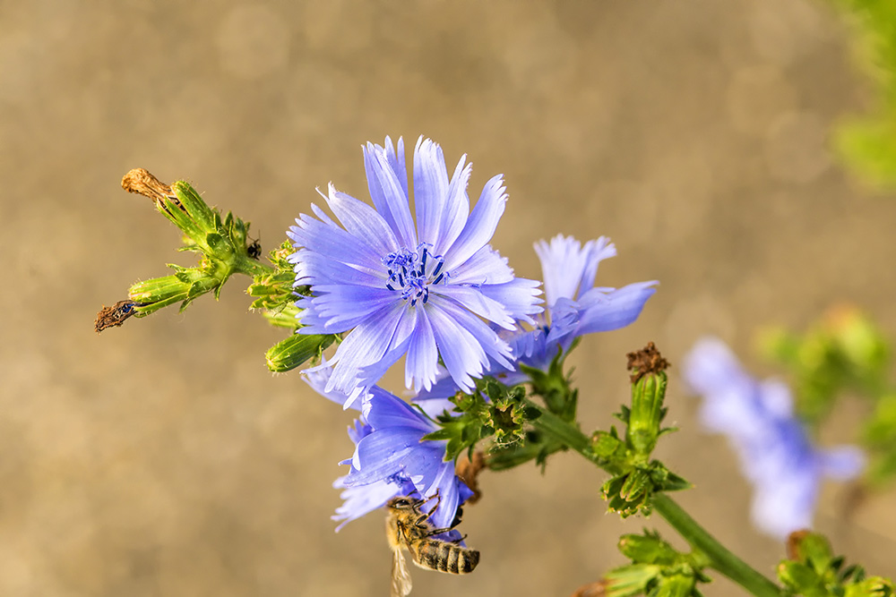 菊苣