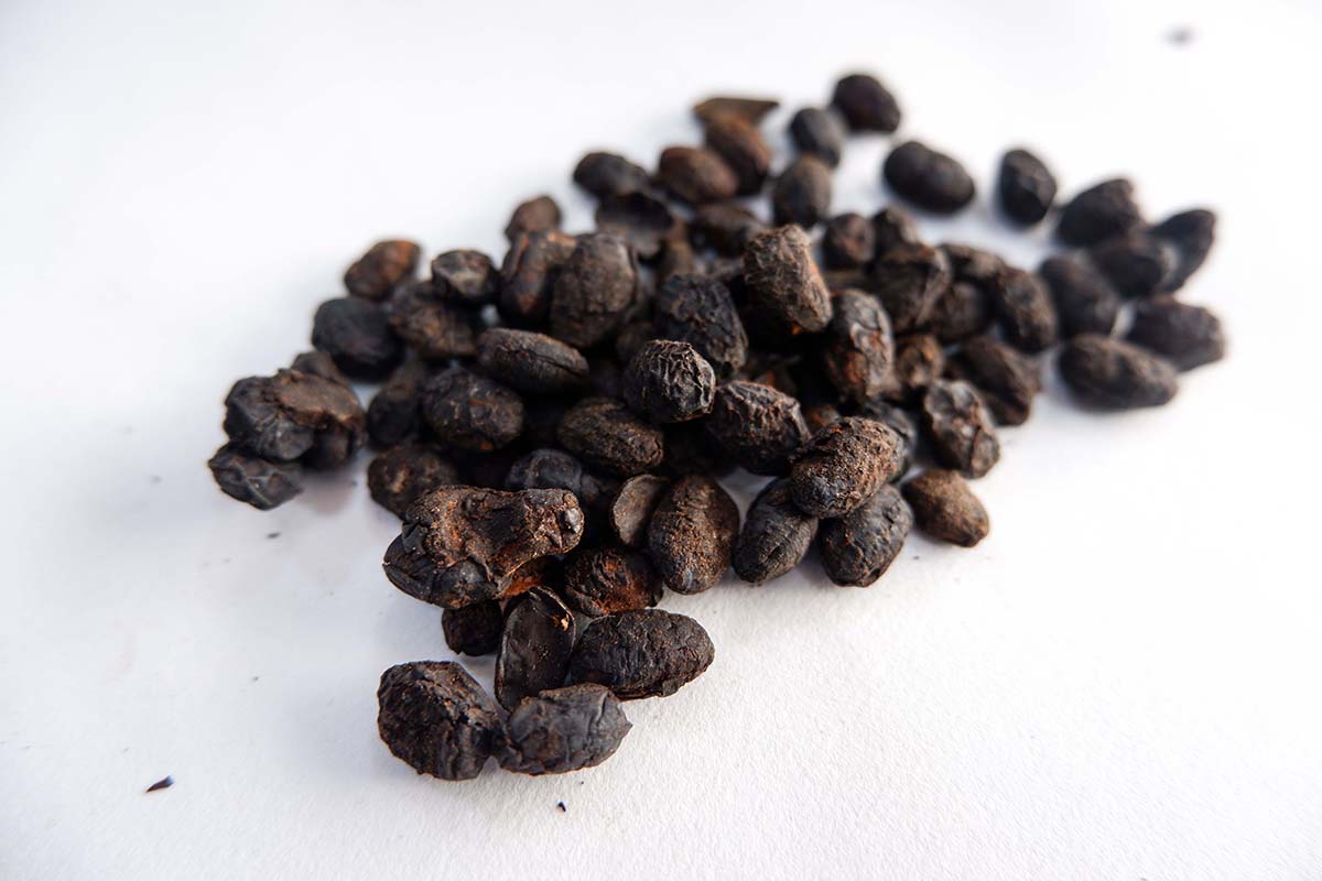淡豆豉
