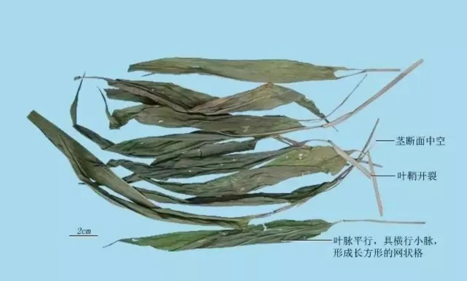 淡竹叶