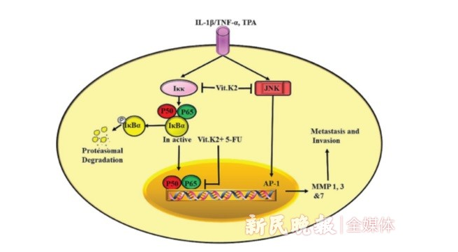 维生素K2：一种新型的癌症化疗药物增敏剂