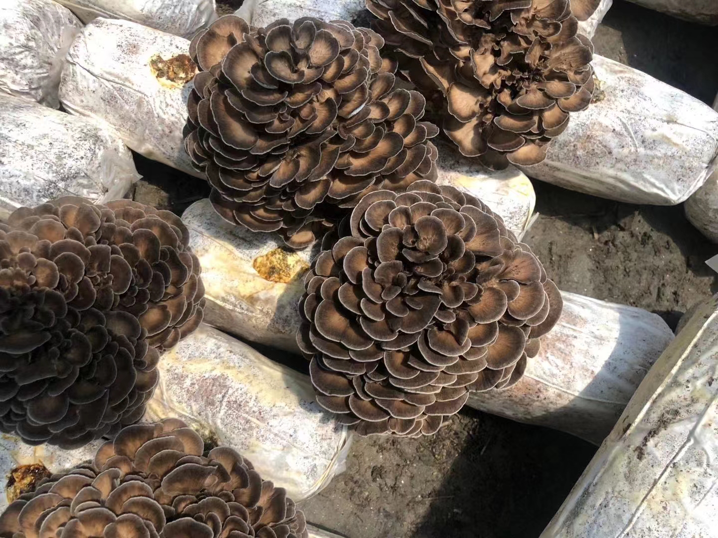 吃菌菇较多的人发生癌症风险真的较低！